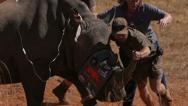 'Video thumbnail for Endangered rhinos get radioactive implants to deter poachers'