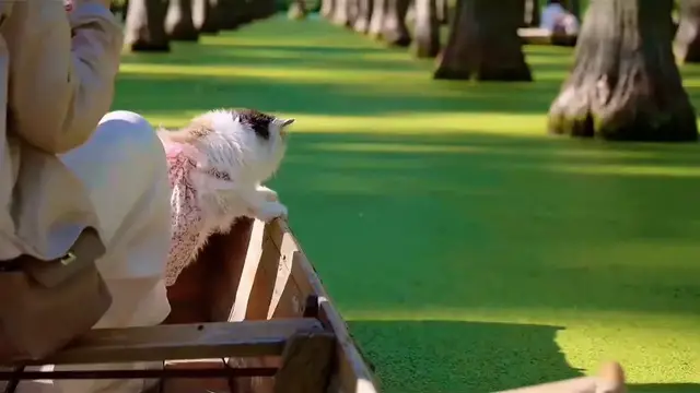 Video thumbnail for China: Chinese cat jumps into duckweed-covered water by mistake.