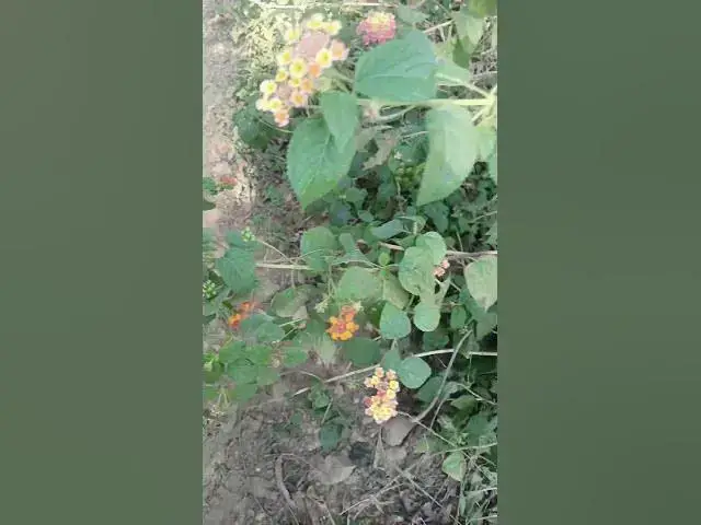 Video thumbnail for #tracking #entertainment #love