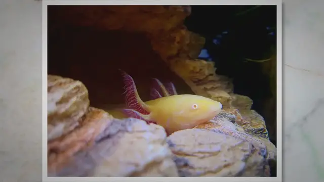 Video thumbnail for Axolotl vs Mudpuppy: A Comparative Study