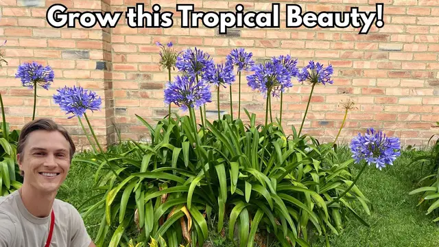 Video thumbnail for AGAPANTHUS - How to Plant & Grow Lots of Flowers - Winter Hardy!