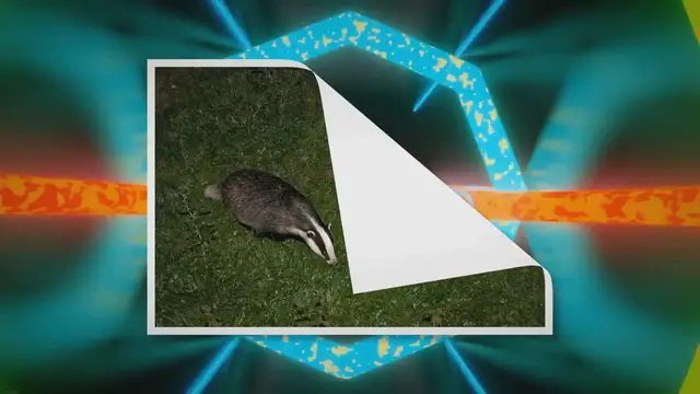 Video thumbnail for Do Badgers Eat Grass? | The Truth Revealed