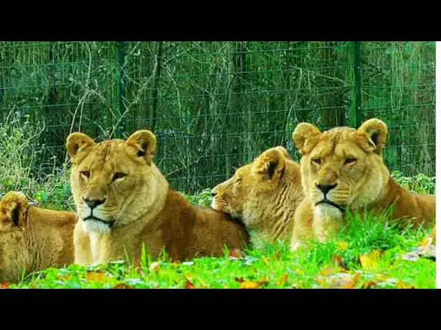 Video thumbnail for Cat Nap Chronicles: Relaxing with Sleeping Lions
