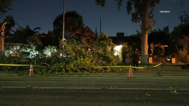Video thumbnail for US, Los Angeles: Lake Balboa Tree Falls On Car and Blocks Road.