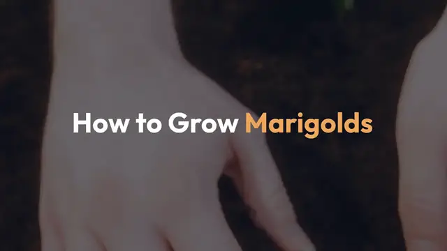 Video thumbnail for How to Grow Marigolds