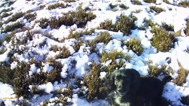 'Video thumbnail for Cocker spaniels performing blind retrieves on the snowy fells'