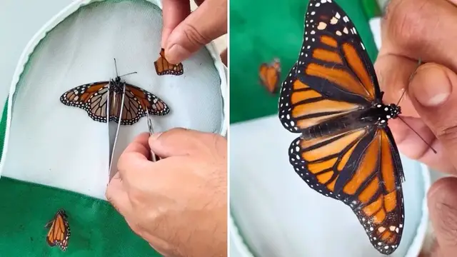 Video thumbnail for Couple Rescue Butterly By Carrying Out At-Home Surgery On Its Wing Before Watching It Fly Away