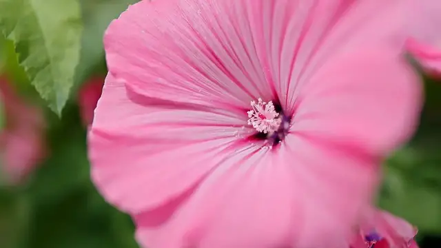 Video thumbnail for How To Grow Hibiscus Flowers