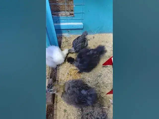 Video thumbnail for Check in On Silkie Chicks #Shorts