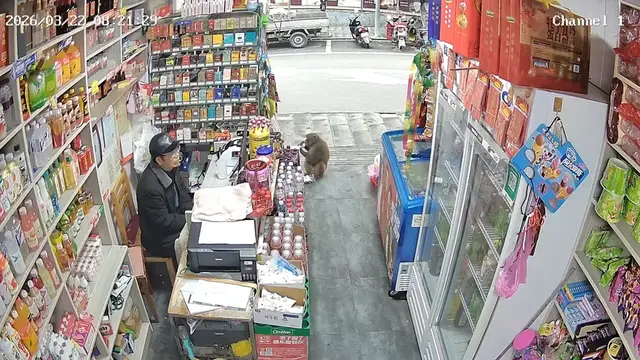Video thumbnail for Monkey Caught Stealing Drinks in Chinese Store
