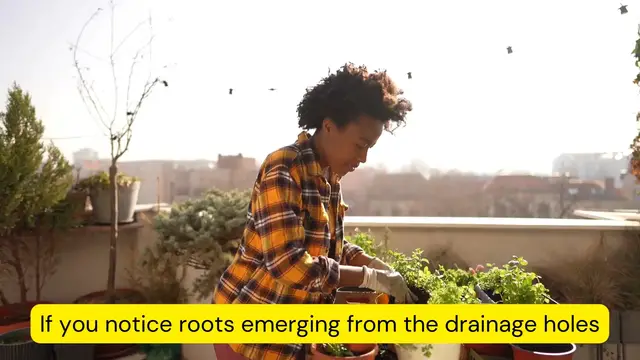 Video thumbnail for When is the Best Time to Repot Your ZZ Plant?