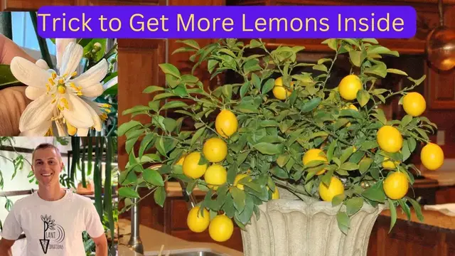 Video thumbnail for Pollination Tip Lemons Indoors - Get more Citrus on your Plant Inside the Home