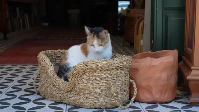 Video thumbnail for Türkiye: Istanbul’s furry residents: Free-roaming cats add color and character to city.