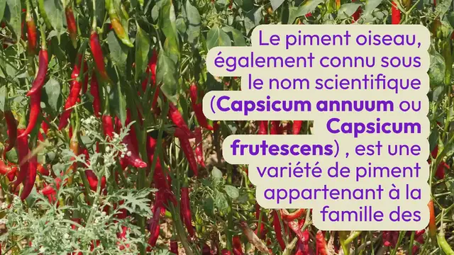 Video thumbnail for Piment oiseau : une chaleur intense, une saveur fruitée