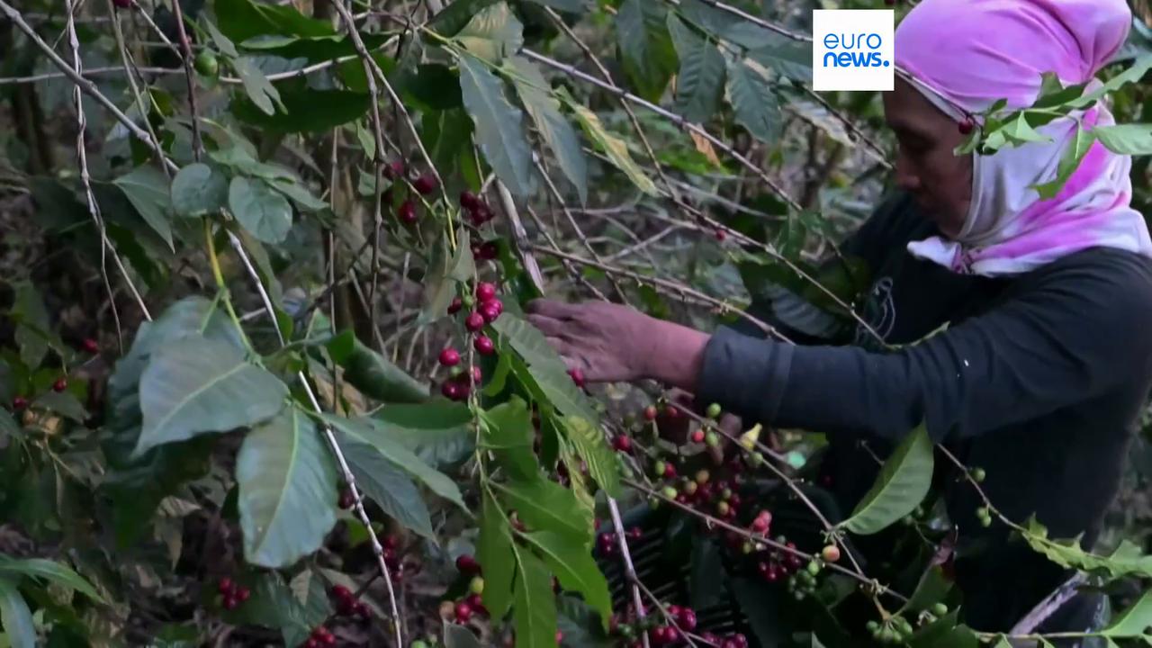 Video thumbnail for US lawmakers urge EU not to water down deforestation law ahead of review