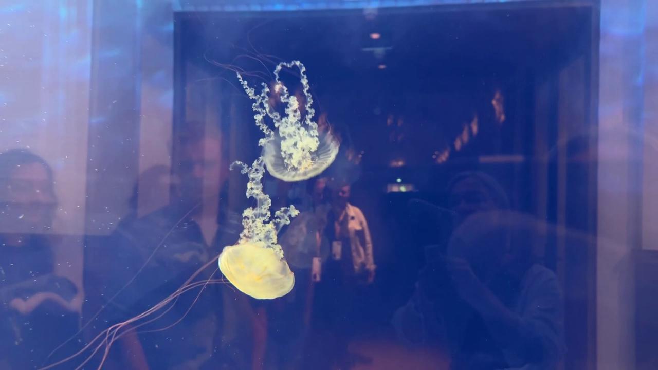 Video thumbnail for Netherlands: Historic aquarium reopens after renovation in Amsterdam.