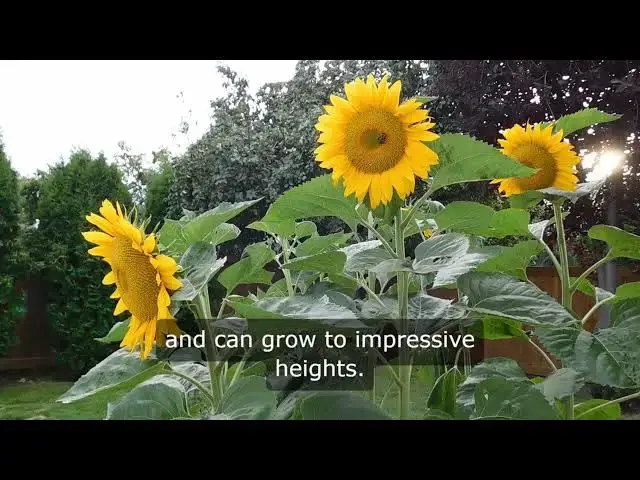 Video thumbnail for Easy to Grow Flowers for Beginners