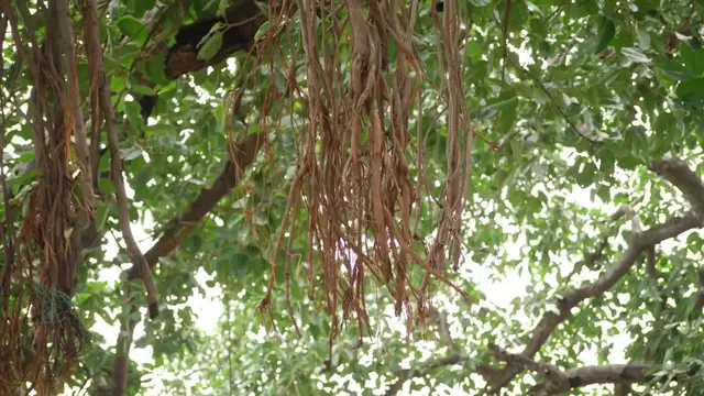 Video thumbnail for ZZ Plant Benefits for Air Quality