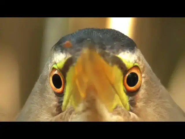 Video thumbnail for Rhythms of Nature