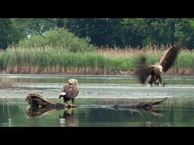 Video thumbnail for EAGLES hunting for fish