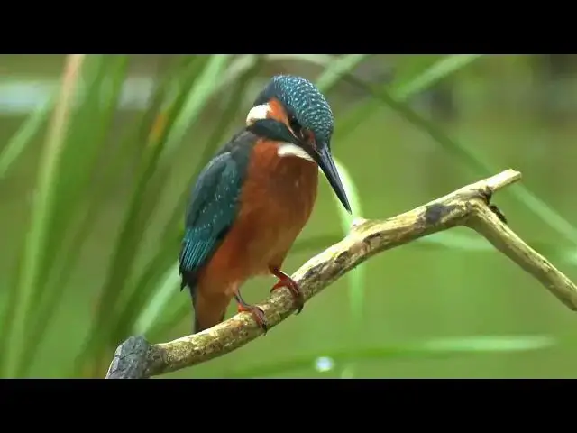Video thumbnail for Common kingfisher