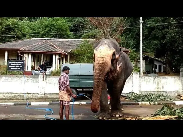 Video thumbnail for How does elephent drink water in mordern time