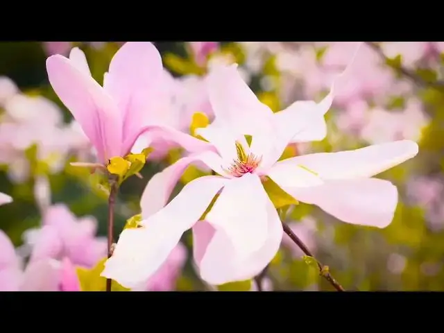 Video thumbnail for Meditation Nature