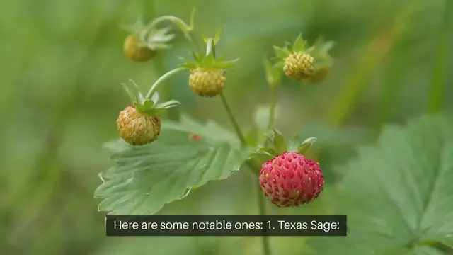 Video thumbnail for Texas Native Shrubs