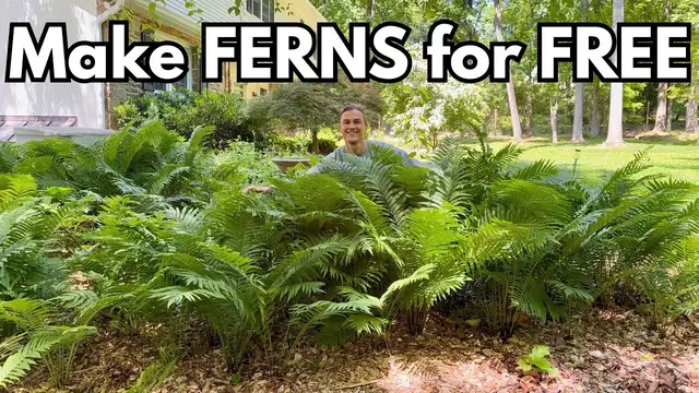 'Video thumbnail for Easy FERN Propagation - How to Make More Ferns for Free'