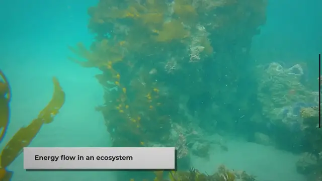 Video thumbnail for Where are Decomposers On the Energy Pyramid?