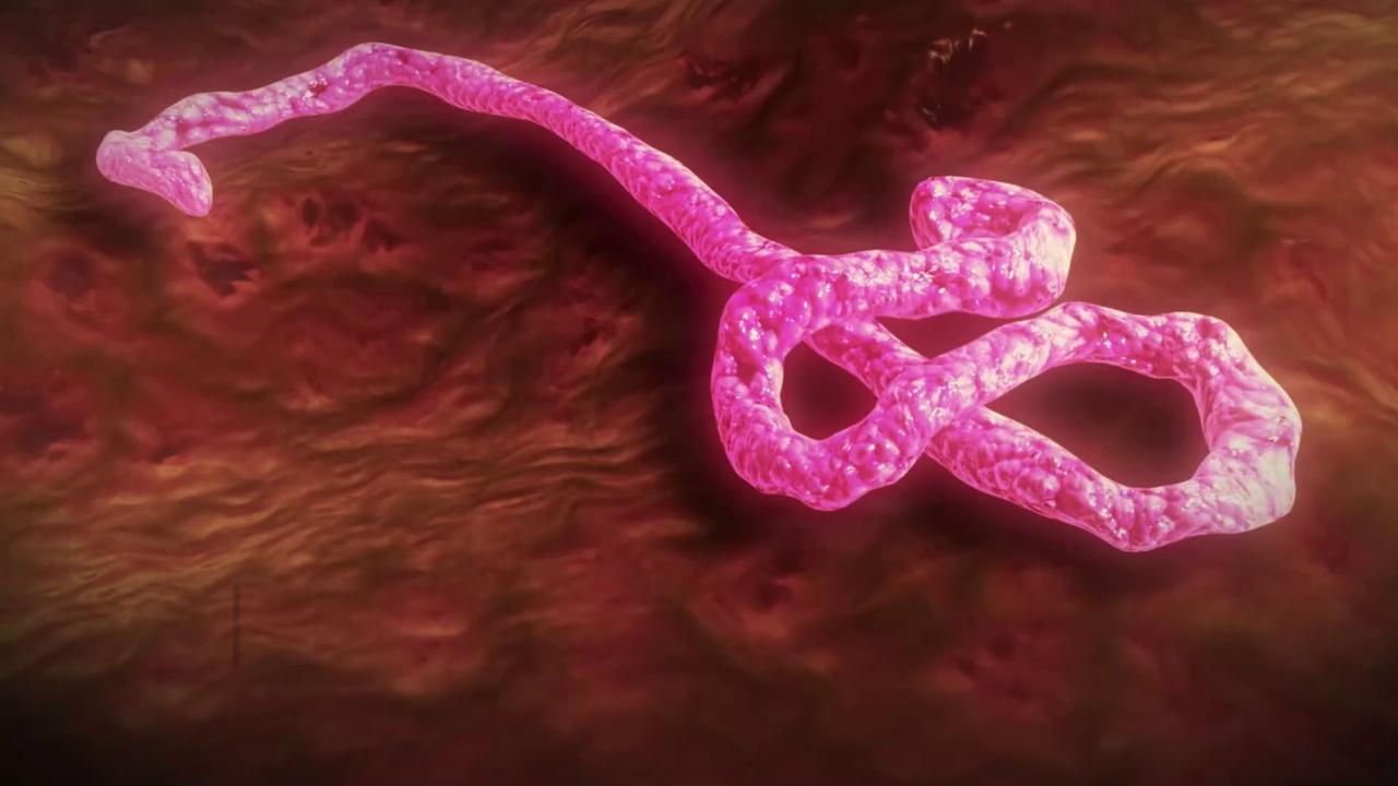 Video thumbnail for WHO Prioritises Experimental Ebola Treatments Amid Outbreak.
