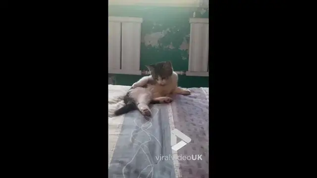 'Video thumbnail for VV4996 Sultry cat shows off model-like moves'