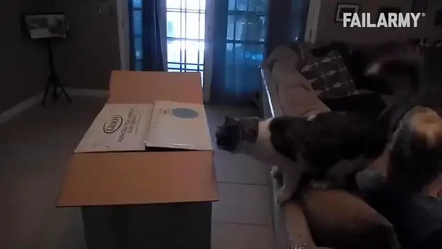'Video thumbnail for Funny Cat Fails Compilation'