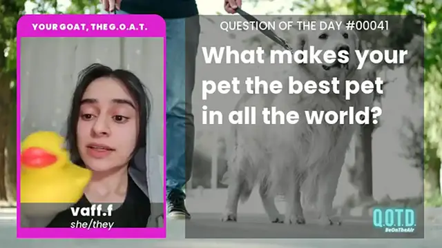 Video thumbnail for Vaff's pet is cute... and trouble-free!