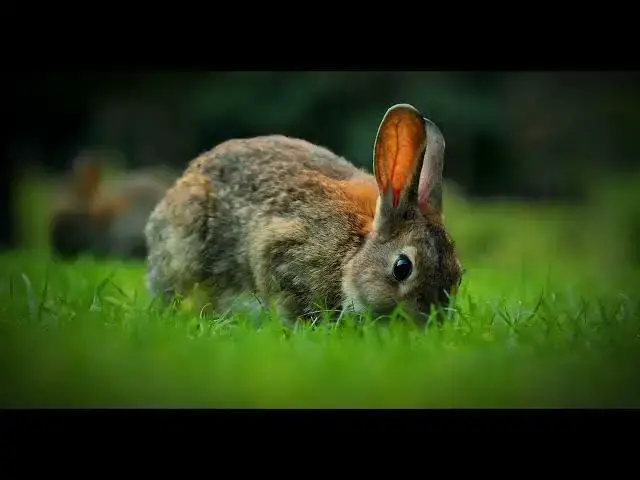 'Video thumbnail for Jack Rabbits: The Surprising Truth About These Swift Hares'