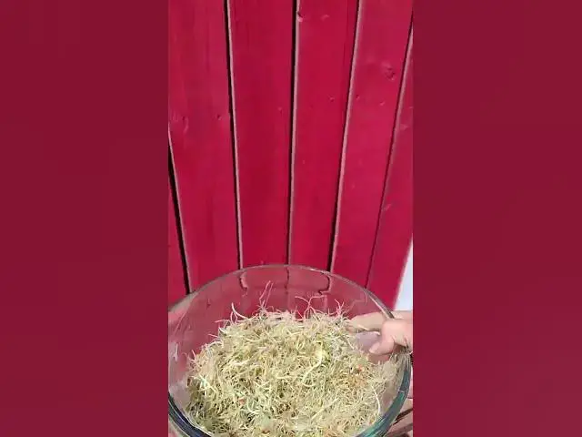 Video thumbnail for Sprouting Seeds In A Jar From Half Cup of Seeds #Shorts