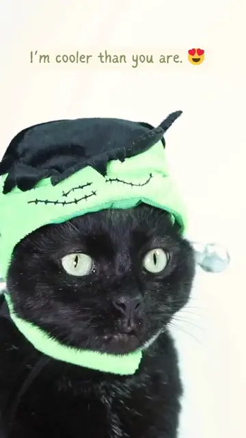 'Video thumbnail for 7 Adorable Cats in Costume'