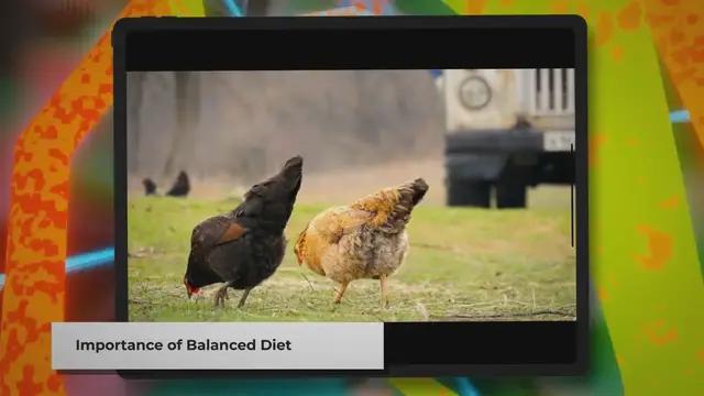 Video thumbnail for What to Feed Your Pet Chickens