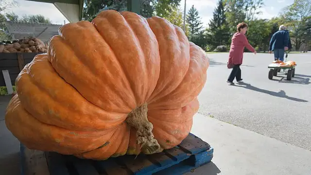 'Video thumbnail for Muskox smashes 210-pound pumpkin in early Halloween treat'