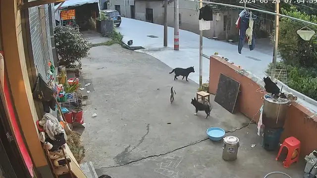 Video thumbnail for Cat Steps Between Two Dogs About to Fight in Zhejiang