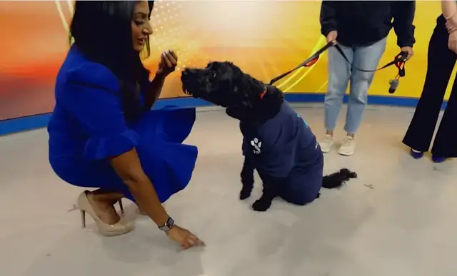 Video thumbnail for Experts reveal three common misconceptions many dog owners have about their pets