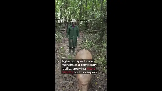 Video thumbnail for Agbaibor: a baby elephant’s journey home