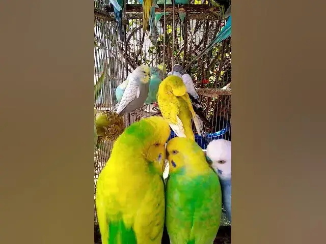 'Video thumbnail for Toller Rufton für Wellensittiche, der ihn glücklich macht!!! #Vögel #Liebe #Papagei #lustig #vogel'