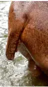 Video thumbnail for What Drives Hippos' Poop-Spraying? A Closer Look at Their Aggression