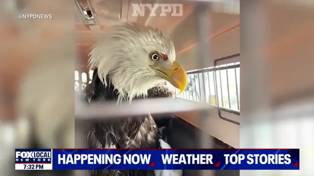 Video thumbnail for NYPD harbor unit rescues injured bald eagle from Hudson River