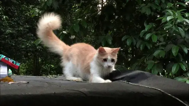 Video thumbnail for Funny Cat video | Rope 2021