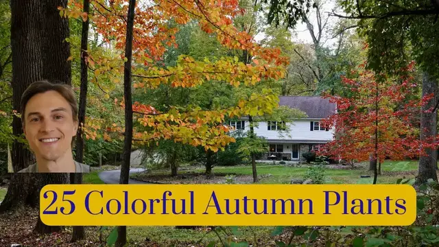 Video thumbnail for 25 Plants with Awesome Autumn Color - Trees, Shrubs, & Perennials