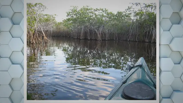 Video thumbnail for Everglades Alligators: Exploring the Everglades' Mighty Alligators and Conservation Efforts