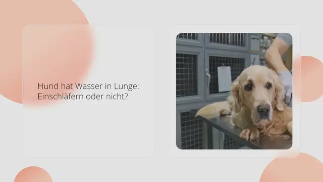 Video thumbnail for Hund hat Wasser in Lunge: Einschläfern oder nicht? (Ratgeber)