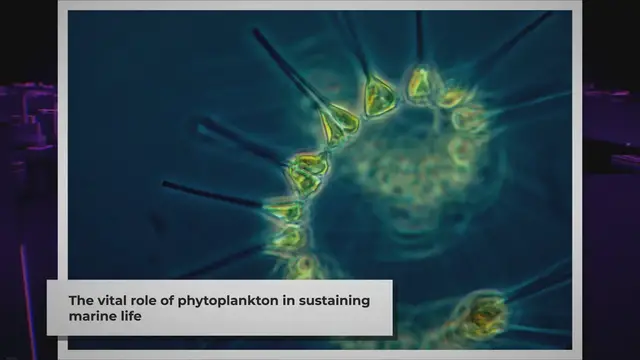 Video thumbnail for Phytoplankton: The Mighty Producers of the Ocean